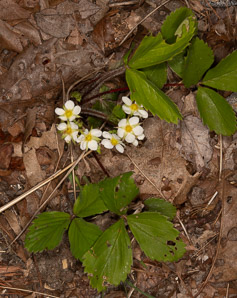 Fragaria virginiana (common strawberry, Virginia strawberry, wild strawberry, strawberry)