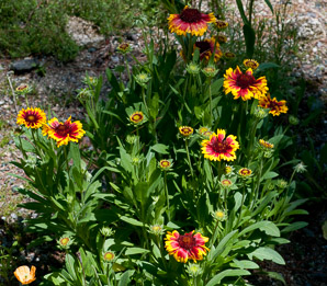 Gaillardia pulchella (gaillardia, Indian blanket, firewheel, sundance)