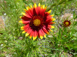 Gaillardia pulchella (gaillardia, Indian blanket, firewheel, sundance)