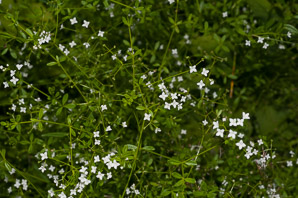 Galium palustre (marsh bedstraw, common marsh bedstraw)