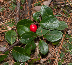 Gaultheria procumbens (creeping wintergreen, wintergreen, Eastern teaberry, checkerberry, boxberry, American wintergreen)