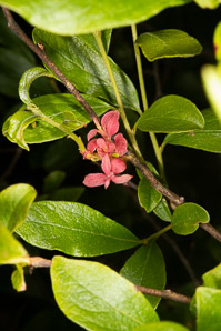 Gaylussacia baccata (black huckleberry, common huckleberry)