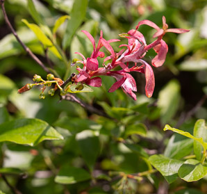 Gaylussacia baccata (black huckleberry, common huckleberry)