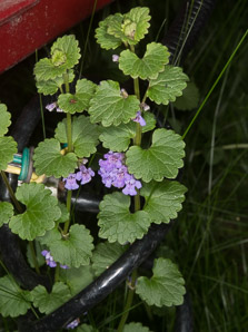 Glechoma hederacea (ground-ivy, gill-over-the-ground, creeping charlie, alehoof, tunhoof, catsfoot, field balm, run-away-robin, ground ivy)