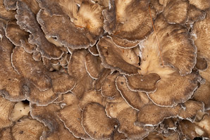 Grifola frondosa (hen of the woods)
