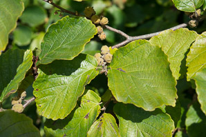 Hamamelis virginiana (witch-hazel, American witchhazel, winterbloom, witch hazel)