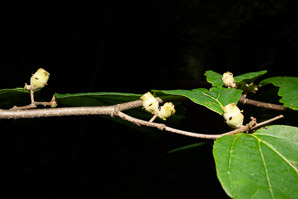 Hamamelis virginiana (witch-hazel, American witchhazel, winterbloom, witch hazel)