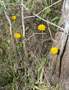 Helenium pinnatifidum (southeastern sneezeweed)