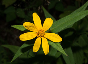 Helianthus divaricatus (woodland sunflower)