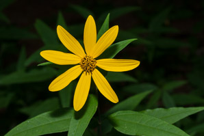 Helianthus divaricatus (woodland sunflower)