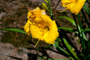Hemerocallis L. (daylily)