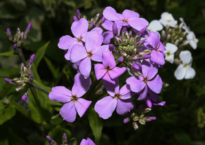 Hesperis matronalis (dame’s rocket, dame’s violet, mother of the evening, dames rocket)