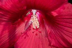 Hibiscus ‘Lord (hibiscus)