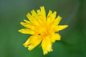 Hieracium L. (hawkweed)
