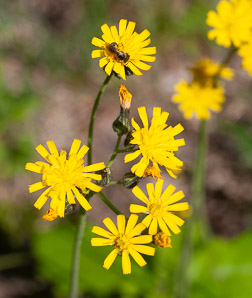 Hieracium caespitosum (field hawkweed, yellow hawkweed, meadow hawkweed, king devil, yellow paintbrush, devil’s paintbrush, yellow devil, yellow fox-and-cubs, yellow king-devil)