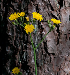 Hieracium caespitosum (field hawkweed, yellow hawkweed, meadow hawkweed, king devil, yellow paintbrush, devil’s paintbrush, yellow devil, yellow fox-and-cubs, yellow king-devil)