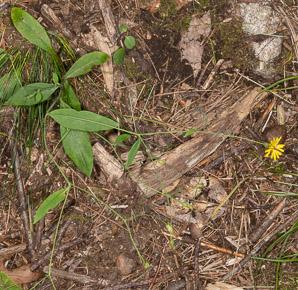 Hieracium paniculatum (panicled hawkweed, Allegheny hawkweed)