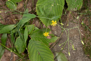 Hieracium paniculatum (panicled hawkweed, Allegheny hawkweed)