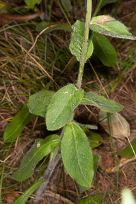 Hieracium scabrum (rough hawkweed, sticky hawkweed)