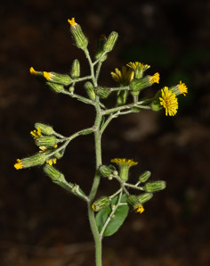 Hieracium scabrum (rough hawkweed, sticky hawkweed)