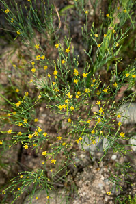 Hypericum gentianoides (pineweed, orange grass, orangegrass)