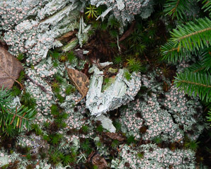 Icmadophila ericetorum (fairy barf, candy lichen, peppermint drop lichen)