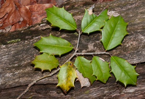 Ilex L. (holly)