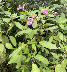 Impatiens glandulifera (Himalayan balsam, kiss-me-on-the-mountain, ornamental jewelweed)