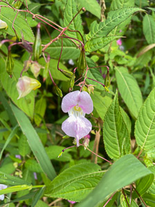 Impatiens glandulifera (Himalayan balsam, kiss-me-on-the-mountain, ornamental jewelweed)