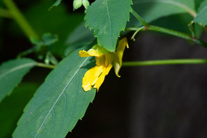 Impatiens pallida (yellow jewelweed, pale touch-me-not)