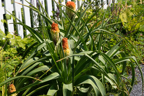 Kniphofia uvaria (red hot poker, torch lily, redhot poker)