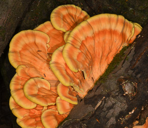 Laetiporus sulphureus (sulphur shelf, chicken of the woods, chicken mushroom, chicken fungus)