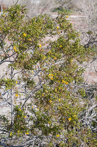 Larrea tridentata (creosote bush, chaparral)