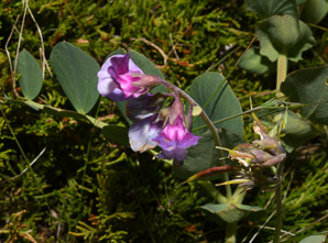 Lathyrus japonicus (beach pea, sea pea, circumpolar pea, sea vetchling)