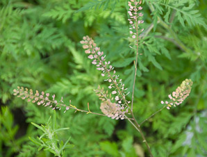 Lepidium virginicum (peppergrass, Virginia pepperweed)
