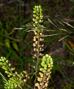 Lepidium virginicum (peppergrass, Virginia pepperweed)