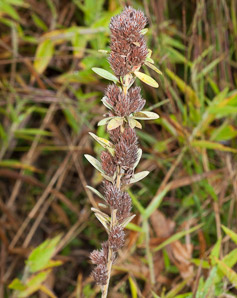 Lespedeza capitata (roundhead lespedeza, bush clover, round-headed bush clover)