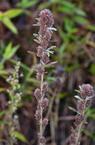 Lespedeza capitata (roundhead lespedeza, bush clover, round-headed bush clover)