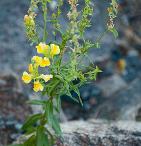 Linaria vulgaris (butter and eggs, common toadflax, yellow toadflax)