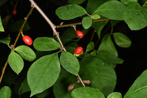 Lindera benzoin (spicebush, northern spicebush)