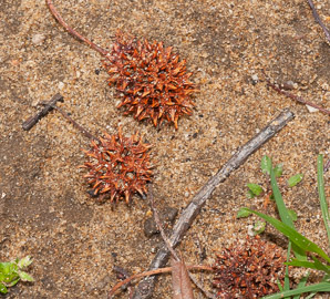 Liquidambar styraciflua (American sweetgum, redgum, sweetgum, starleaf-gum)