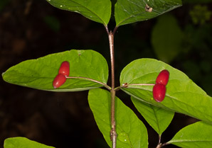 Lonicera canadensis (American fly honeysuckle, Canadian fly honeysuckle)