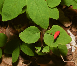 Lonicera canadensis (American fly honeysuckle, Canadian fly honeysuckle)