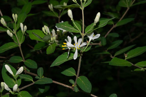 Lonicera morrowii (Morrow’s honeysuckle)