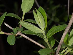 Lonicera morrowii (Morrow’s honeysuckle)