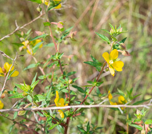Ludwigia octovalvis (Mexican primrosewillow, primrose willow, primrose-willow, Mexican primrose-willow)