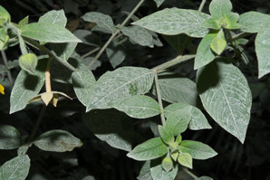Ludwigia octovalvis (Mexican primrosewillow, primrose willow, primrose-willow, Mexican primrose-willow)