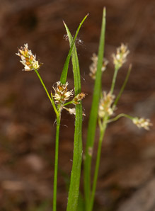 Luzula campestris (field wood rush, field woodrush)