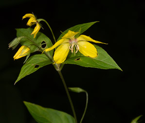 Lysimachia ciliata (fringed yellow loosestrife, fringed loosestrife)