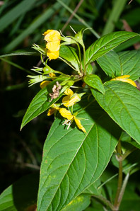 Lysimachia ciliata (fringed yellow loosestrife, fringed loosestrife)